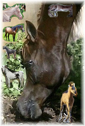 Foals of your wildest dreams! dilutearabians@gmail.com