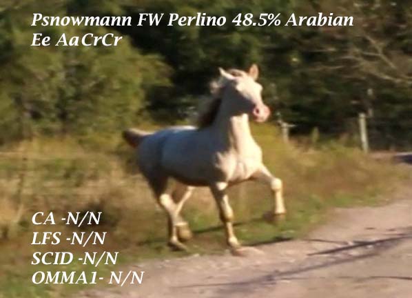 Disease Free Perlino Arabian